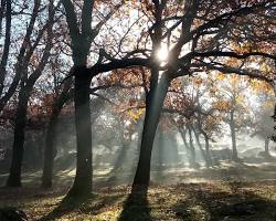 El Bosque de La Herrería: El Jardín de Felipe II