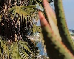 🌵 Jardines de Mossèn Costa i Llobera: El "Desierto" con vistas al mar