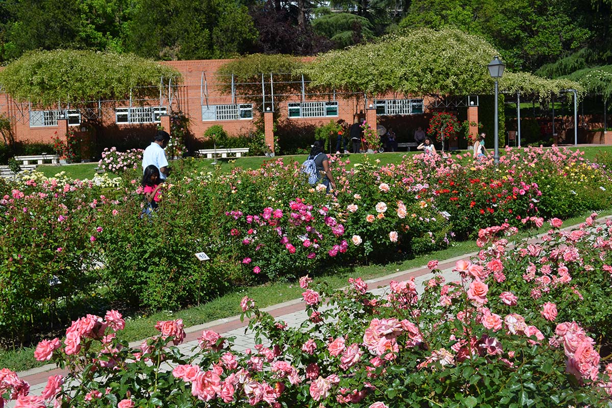 🌹 Rosaleda del Parque del Oeste